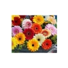 Karışık Renkli Gerbera Çiçeği Tohumları, Bahçe için Renkli Alternatif