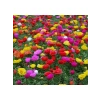 Karışık Renkli İpek Çiçeği Tohumu - Duble Katlı (25 Tohum)