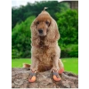 Kaydırmaz Kauçuk Tabanlı Reflektörlü Köpek Ayakkabısı, Turuncu, 5 Numara