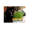 Kedi Çimi Tohumu, Doğal ve Sağlıklı