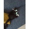 Kedi Naneli Kedi Oyuncağı, Catnipli ve Zilli Yastık