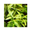 Kolay Akvaryum Zemin Bitkisi - Canlı Hygrophila Polysperma Rosanervig
