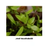 Kolay Akvaryum Zemin Bitkisi - Canlı Hygrophila Polysperma Rosanervig