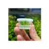 Küçük In Vitro Cup Cryptocoryne Parva Canlı Bitki