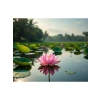 Lotus Çiçeği İçin Su Altı Torf Toprağı, 1 LT ve Tohum Hediyesi