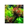 Ludwigia Mini Super Red In Vitro - Canlı Bitki 200cc