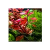 Ludwigia Mini Super Red Saksı Canlı Bitki