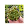 Ludwigia Mini Super Red Saksı Canlı Bitki