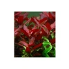 Ludwigia Repens Rubin Saksı Canlı Bitki - TR-P292