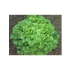Marul Arapsaçı Tohumu - 10 gr Sağlıklı ve Lezzetli