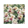 Mimulus Çiçeği Tohumu - Çok Çiçekli Bodur, Karışık Renkli - 15 Adet