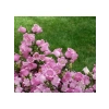 Mini Maviş Çan Çiçeği Tohumu - Pembe Renkli - 5 Tohum
