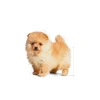 Mini Puppy Köpek Maması 1,5 kg, Besin Değeri Yüksek