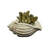 Modern Tasarımlı Deniz Kabuğu Sukulent Saksısı
