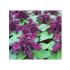 Mor Ateş Çiçeği (Salvia F1) Tohumu - 30 Adet