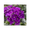 Mor Renkli Sarkan Mine Çiçeği - 10 Tohum