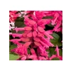Pembe Ateş Çiçeği - Salvia F1 Tohumu - 30 Adet