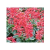 Pembe Ateş Çiçeği - Salvia F1 Tohumu - 30 Adet
