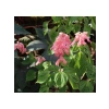Pembe Ateş Çiçeği - Salvia F1 Tohumu - 30 Adet