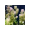 Rotala Bossi Saksı Canlı Bitkisi - Akvaryum İçin Görsel Şölen