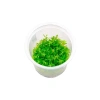 Rotala Ceylon İn Vitro Canlı Bitki - Su Altı Dekorasyonu İçin İdeal