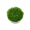 Rotala Indica Green In Vitro - Canlı Bitki 200cc