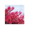 Rotala Indica Red İn Vitro Canlı Bitki - Akvaryum İçin Renkli Seçim
