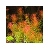 Rotala Wallichii Red 8-10 Kök Canlı Bitki