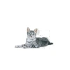 Royal Canin Indoor + 7 Yaş Kuru Kedi Maması, 3.5 Kg