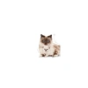 Royal Canin Mother& Babycat Kedi Konservesi 195 Gr