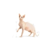 Royal Canin Sphynx Kedi Maması, 2 Kg