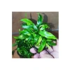 Saksıda Canlı Anubias Glabra Minima Bitkisi