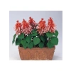 Salvia F1 Tohumu - Somon Ateş Çiçeği, 30 Tohum