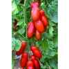 San Marzano Domates Tohumu, 10+ Adet Paket, Verimli Üretim