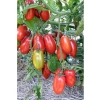 San Marzano Domates Tohumu, 10+ Adet Paket, Verimli Üretim