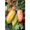 San Marzano Domates Tohumu, 10+ Adet Paket, Verimli Üretim