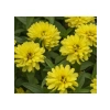Sarı Kirli Hanım (İri Çiçek) Tohumu - 5 Adet