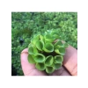 Su Üstü Bitkisi, Salvinia Cuculatta, 2 Kök