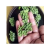 Su Üstü Bitkisi, Salvinia Cuculatta, 2 Kök