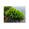 Su Üstü Bitkisi, Salvinia Cuculatta, 2 Kök