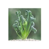 Sukulent Tohumu, Albuca Spiralis Çeşidi, Farklı Bitki Yetiştirme Deneyimi