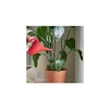1.2 Litre Kapasiteli Parlak Kırmızı Sulama Kabı