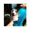 Tırtıklı Kemik Şeklinde 12 cm Köpek Oyuncağı