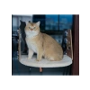Vantuzlu Kedi Cam Yatağı - Krem