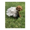 X-Small Boyutunda Köpek Kedi Gelinlik, Şık Tasarım