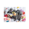 Yavru Köpekler Temalı 2x12 Parça Puzzle, Eğlenceli Çocuk Oyun Seti