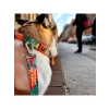 Yeşil Renkli Geri Dönüştürülmüş Köpek Gezdirme Kayışı