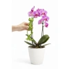 Yeşil Renkli Kurbağa Şeklinde Bitki Destek Aparatı, 13cm x 11cm