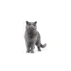 Yetişkin British Shorthair Kedi Maması, 2 Kg
