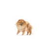 Yetişkin Pomeranian Köpek Irk Maması 3 Kg - Özel Formül